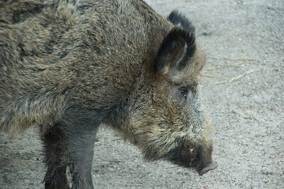Wild boar in profile, showing its coarse dark coat and strong snout