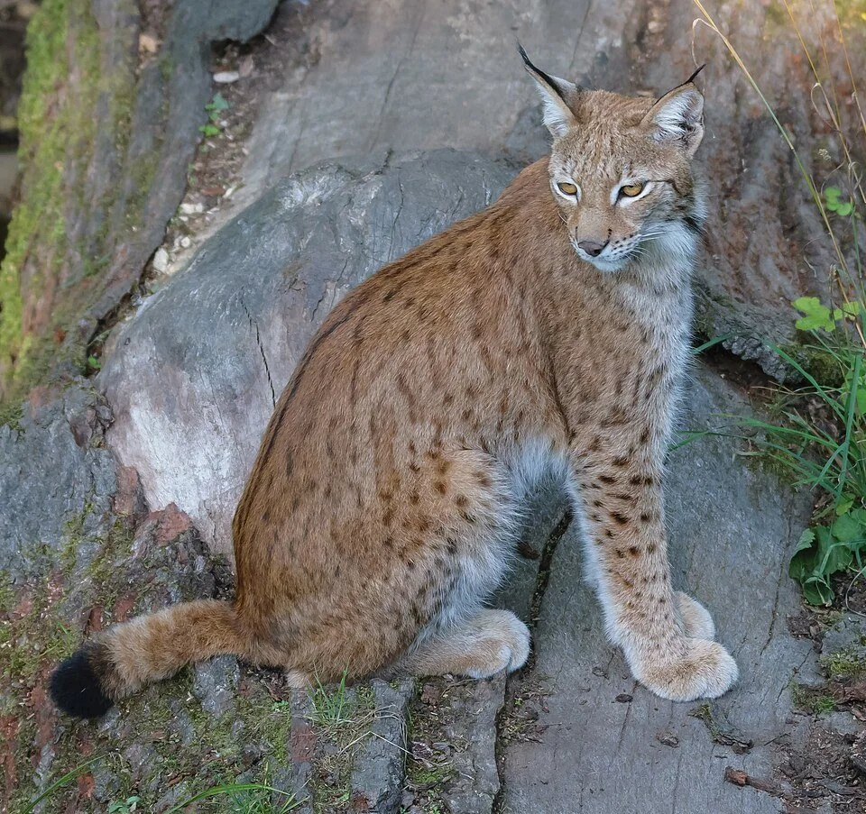Eurasian lynx with tufted ears and a spotted coat