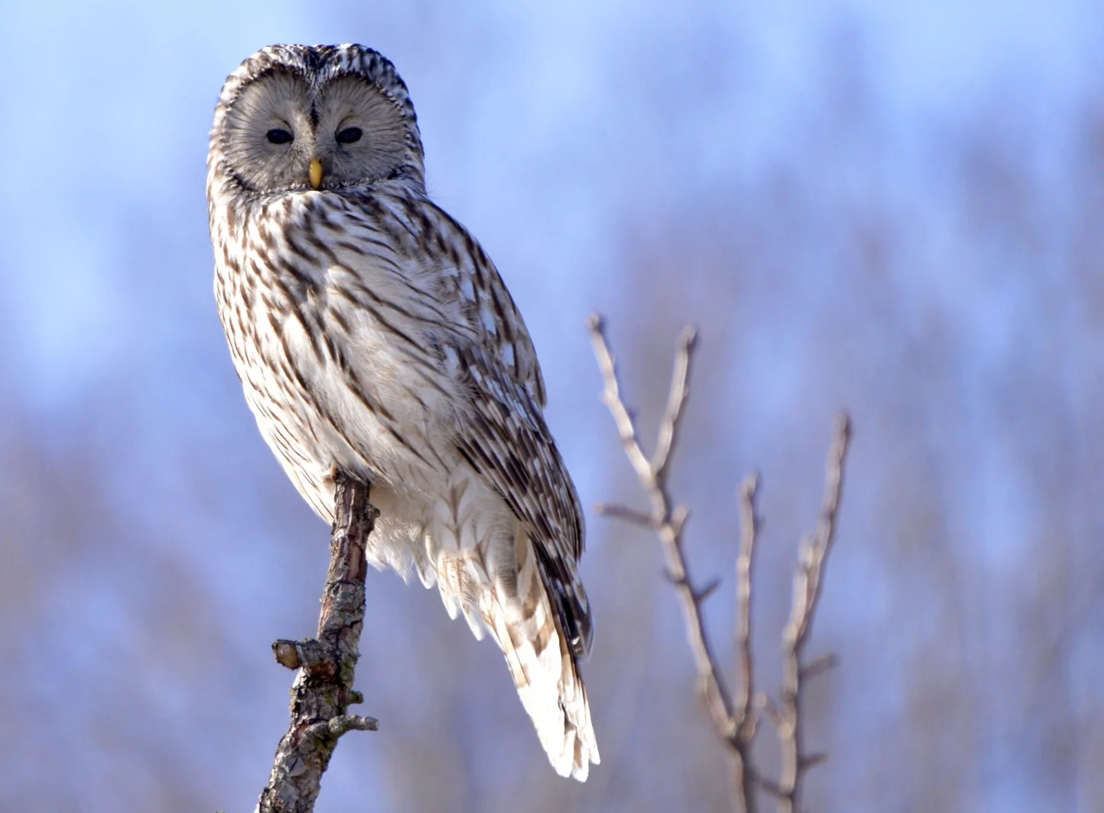 Ural owl perched on a branch against a soft blue background